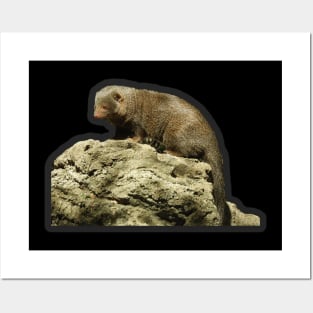 Dwarf Mongoose Posters and Art